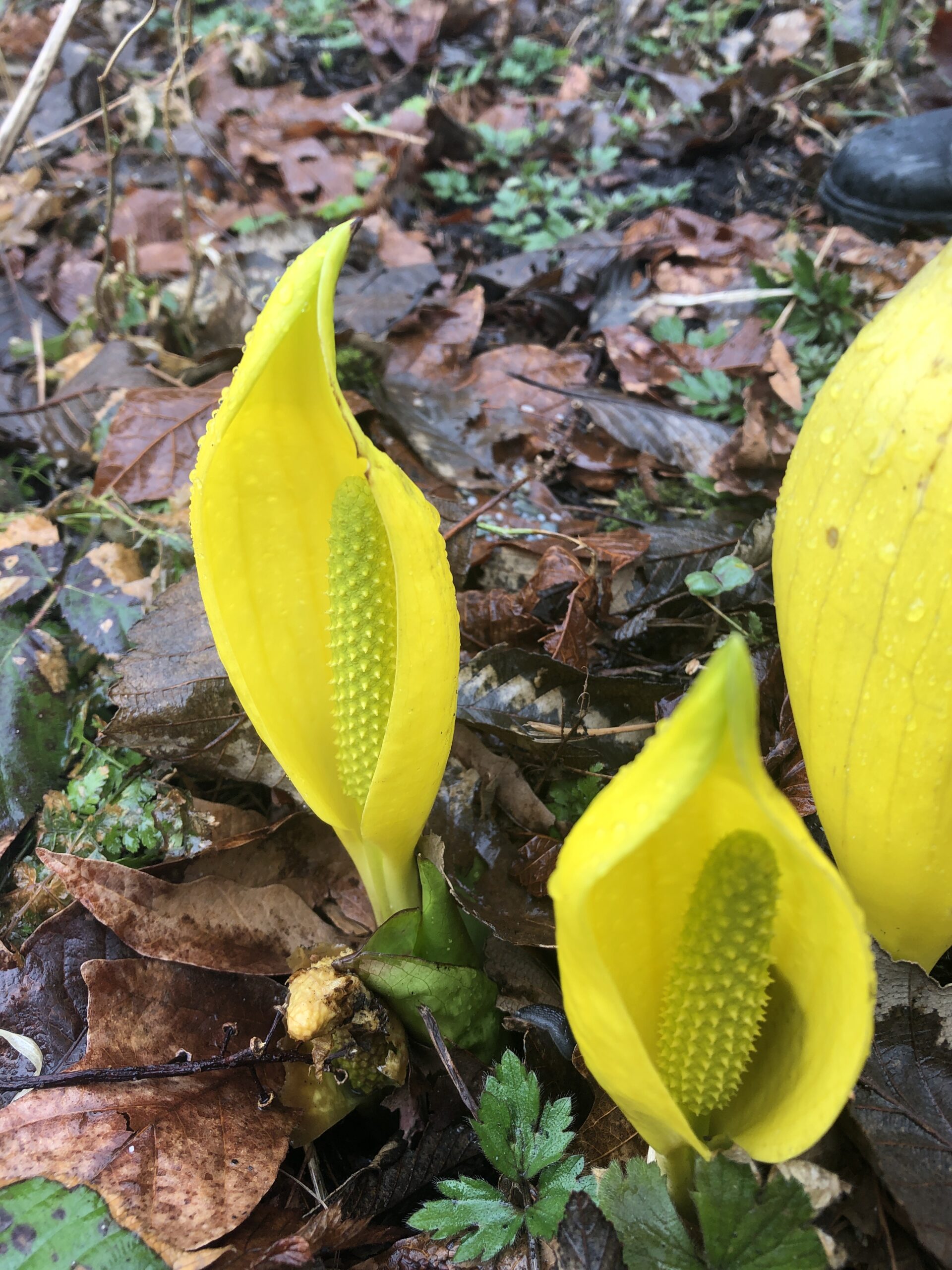 Via Francigena Prep, With Skunk Cabbage